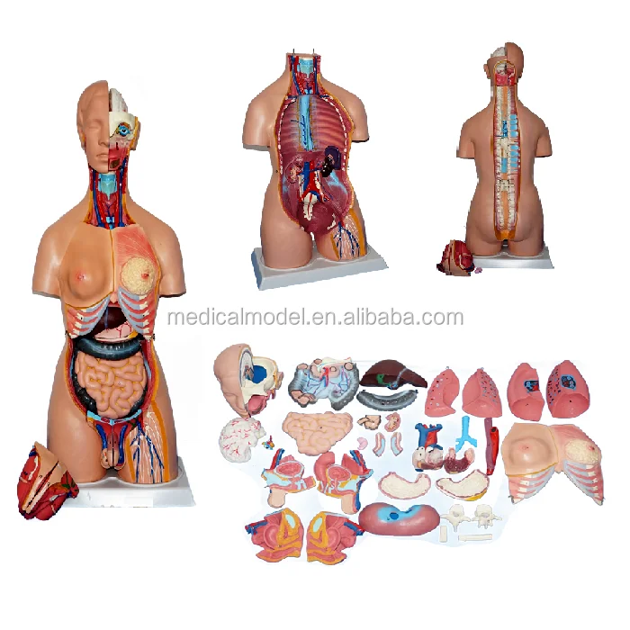 85cm PVC Anatomical Human Male And Female Torso Model for Teaching 32Parts