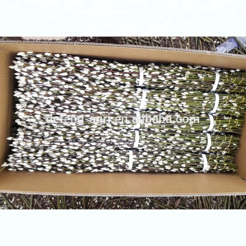 supply different types of fresh cut flowers pussy willow branches