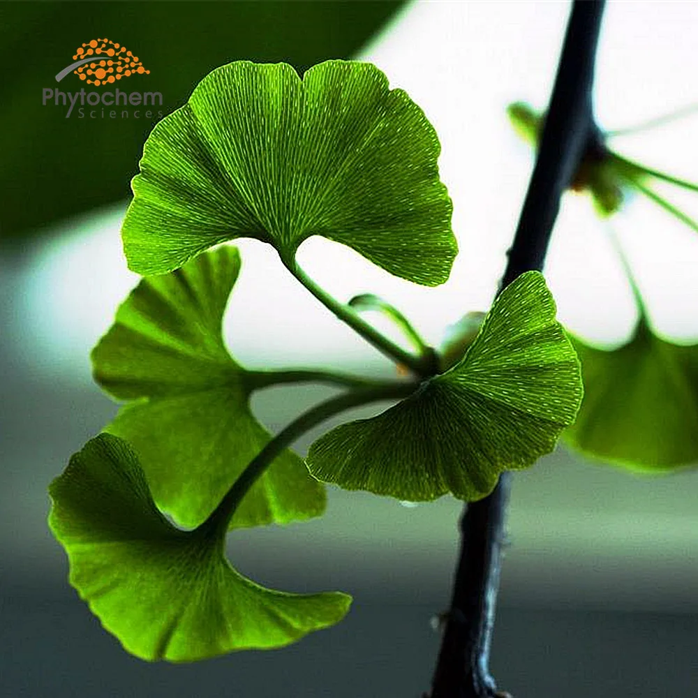 High Quality ginkgoflavon glycosides powder ginkgo biloba extract Ginkgo Leaf Extract