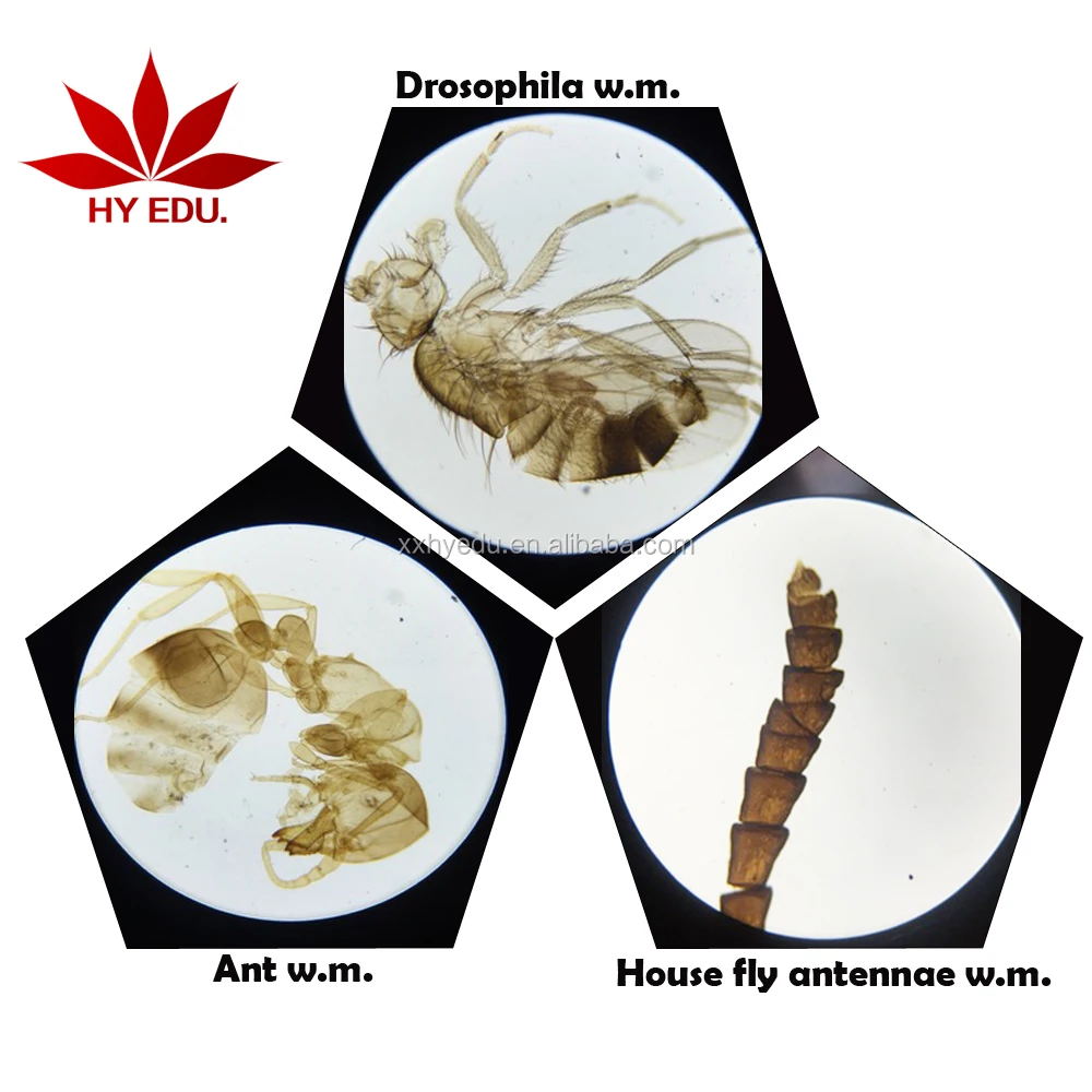Hot-selling 25 kinds Insects whole mount slides Entomology series specimen microscope slides