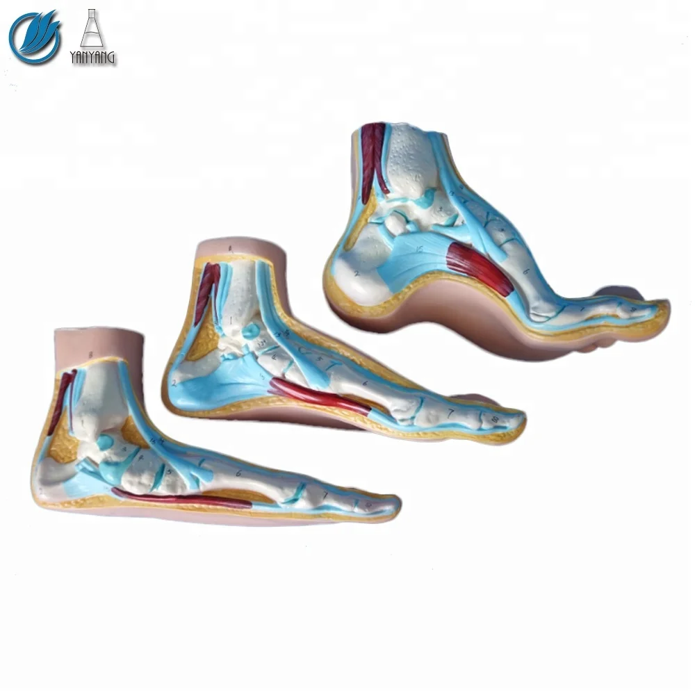 Human Medical Anatomical Foot Model