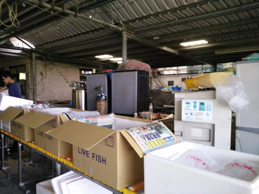 
Good Petrotilapia sp. Chitimba Fish 