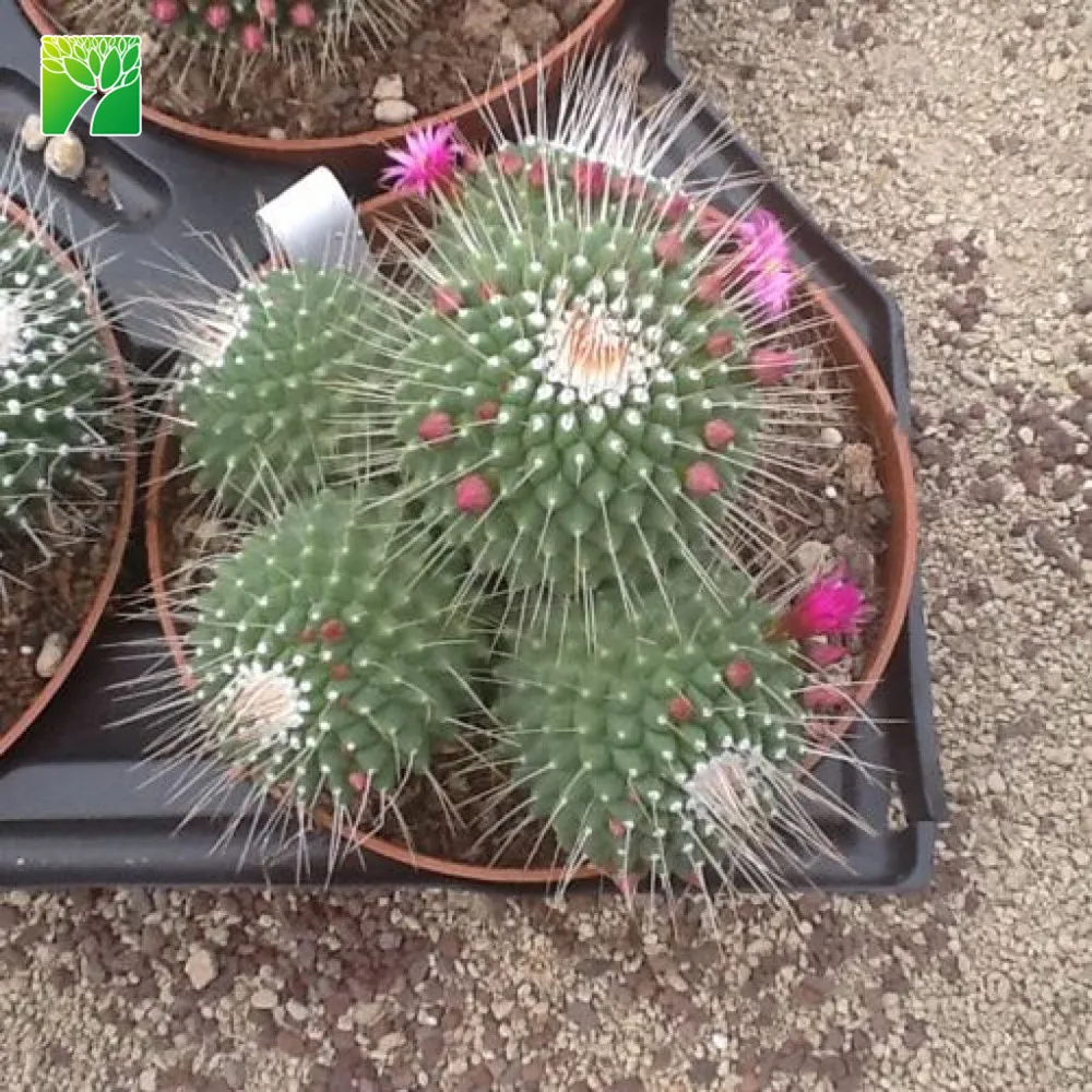 Spring bloom season decoration cactus live plant spiny pincushion cactus Mammillaria spinosissima