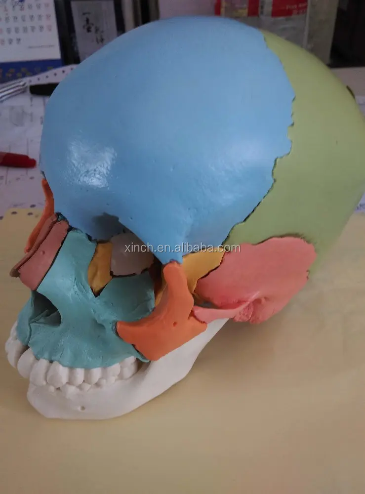 Colored Plastic Human Skull Model With 22pcs