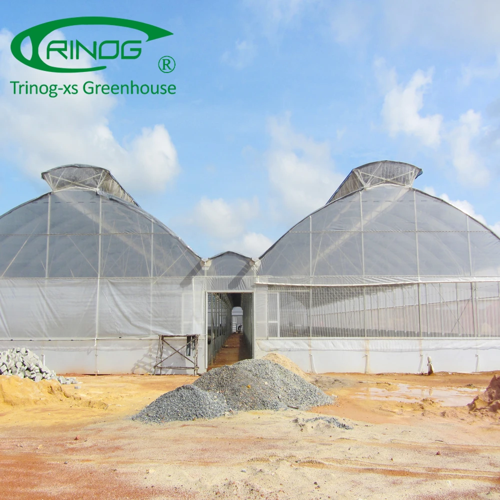 Tomato hydroponic greenhouse for agriculture farm