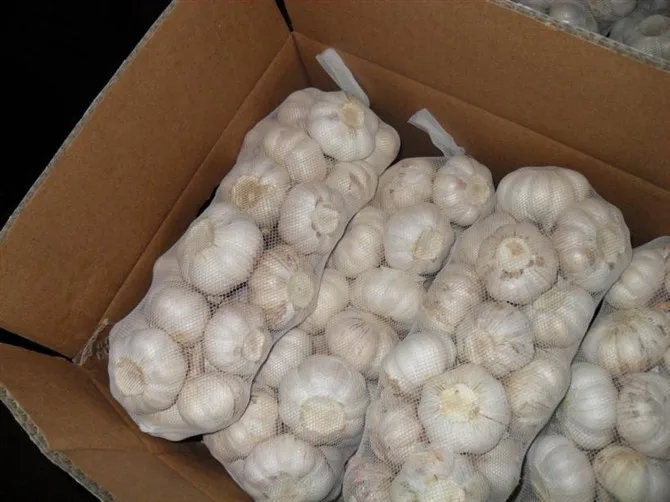 China fresh garlic 2021 CROP