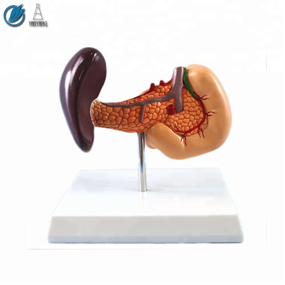 Human Life Size Liver, Pancreas and Duodenum Simulation Model