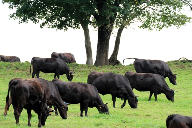 Мясная говядина Yukifuri Wagyu Obanazawa с известной репутацией