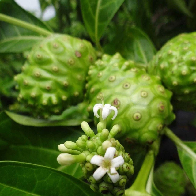 
Natural Noni Powder Price Noni Prices Noni Fruit Extract Bulk 