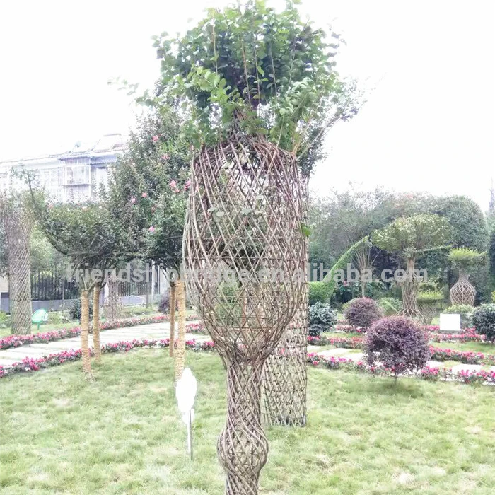 Large vase shape braided Lagerstroemia indica