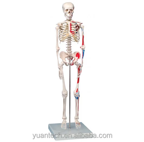 Half Human Size Plastic Skeleton with Hand Painted Muscles 85cm Tall