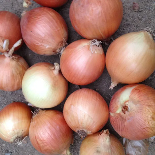 China yellow onion fresh onion red onion