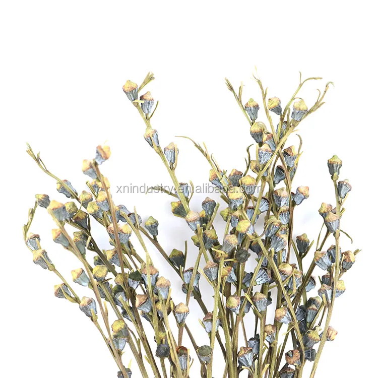 Plant Dry Eucalyptus Fruit Bouquet Wholesale Wreaths Natural Decorative Flowers Wedding Dried Eucalyptus Berry with Stem