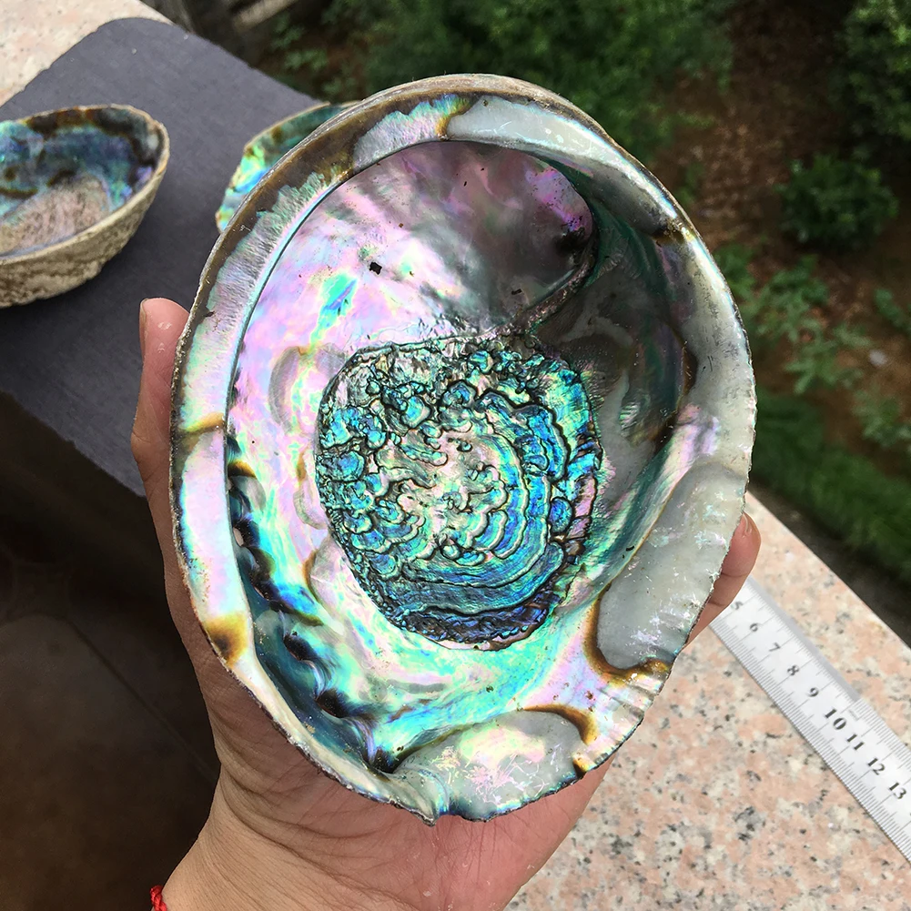Natural high quality selling colored large abalone polished shells for DIY decoration