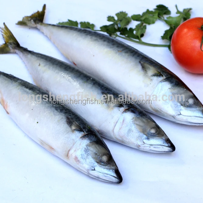 Hot Selling Cheap Price Sea Frozen Pacific Mackerel Chinese mackerel Scomber Japonicus