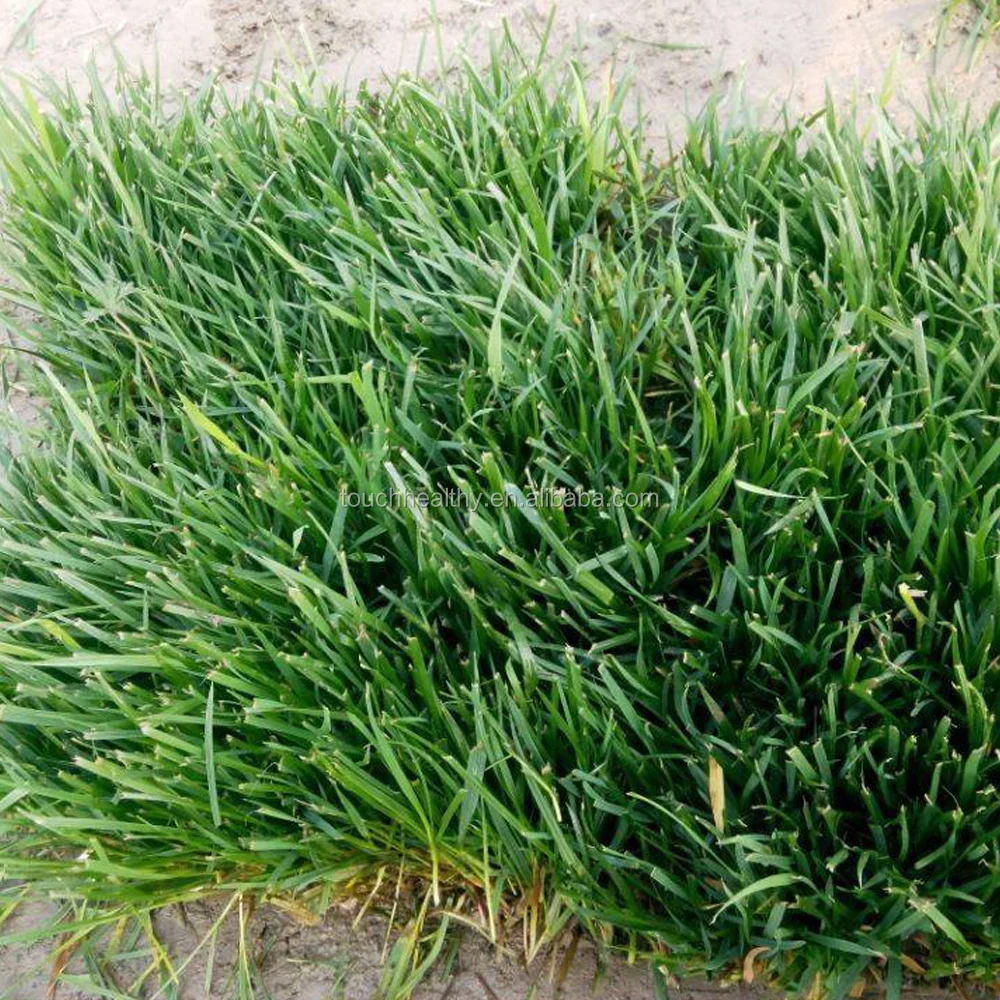 2021 Top quality Zoysia seeds used as lawn grass seeds with turf grass seeds