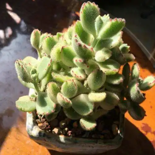 Суккулент бонсай эферия персиковая гордость по заводской цене