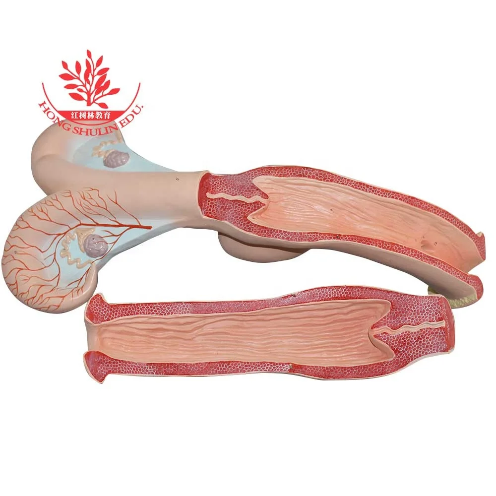 Anatomical model PVC Plastic Stomach Uterus Cow Medical Science Animal Models Medical Supplies