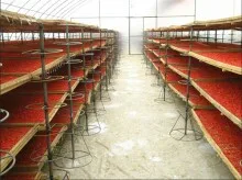 2014 урожая Нинся сушат годжи ягоды, сразу фабрика в Китае