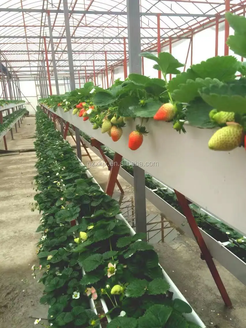 Large size hydroponic container farm plastic greenhouse hydroponic flood tray is scheduled polytunnel greenhouse