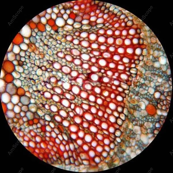 AmScope Supplies Monocular Clinical Biological Microscope 40X-640X