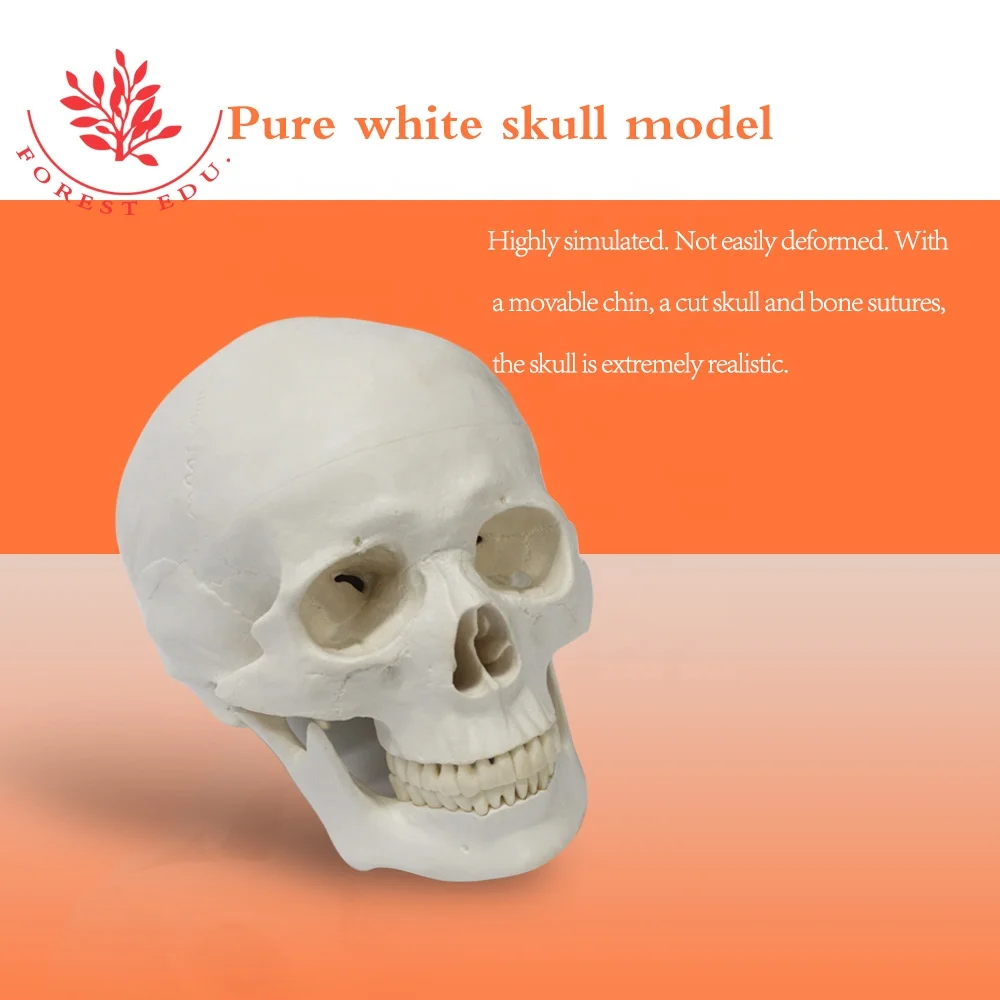 Human Skull Model Anatomic Popular Biological Life Size Plastic Medical Anatomical Skull Model