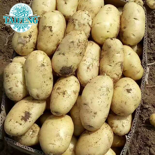 Big size fresh potatoes wholesale
