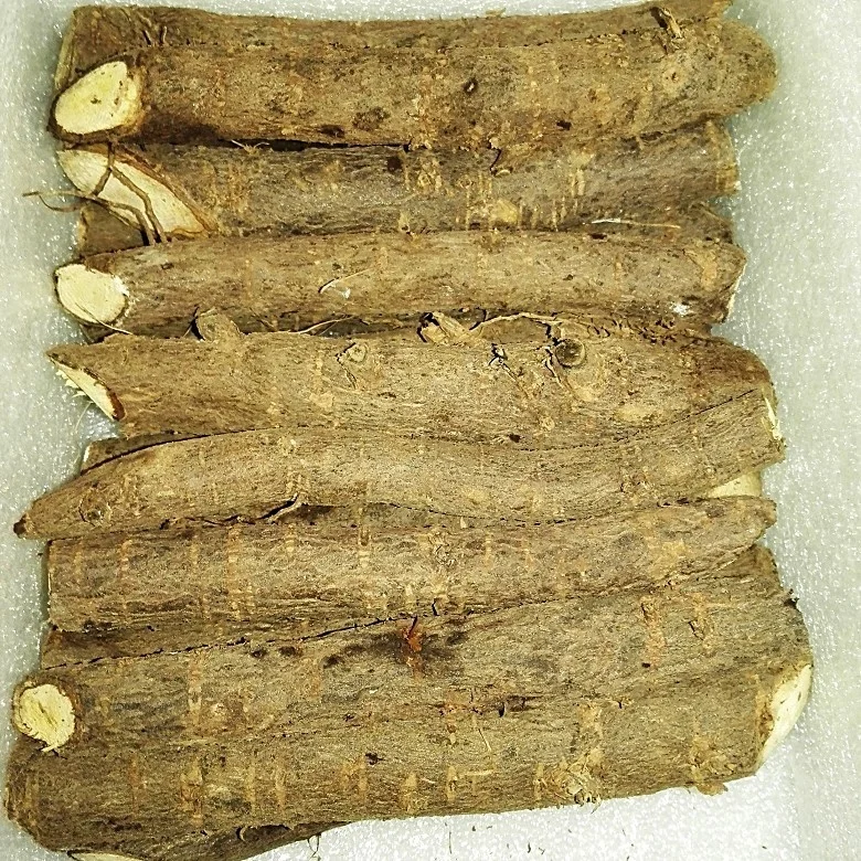 99% purity pao tong fast growing tree seeds paulownia elongata root cutting