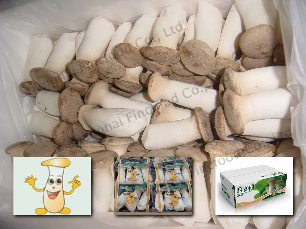 
king oyster mushroom 