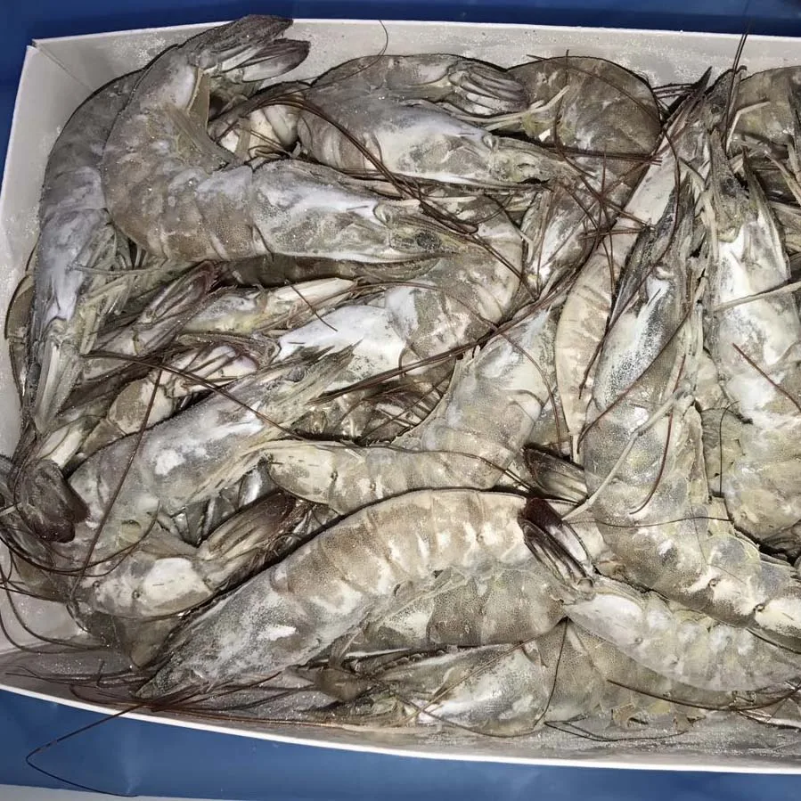Frozen PD White Shrimp Vannamei Prawn Price