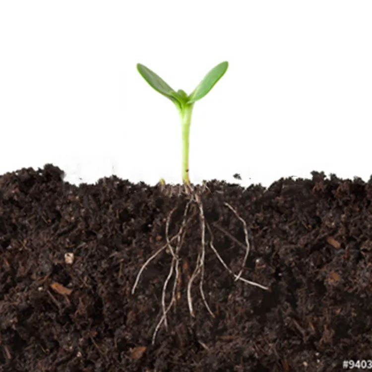 seaweed extract alga fertilizer  liquid from laminaria sp alga nori