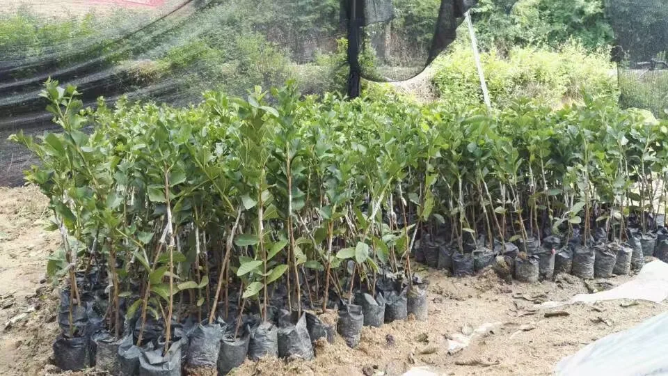 
Engrafted Guava tree(Psidium guajava) seedlings fruit 