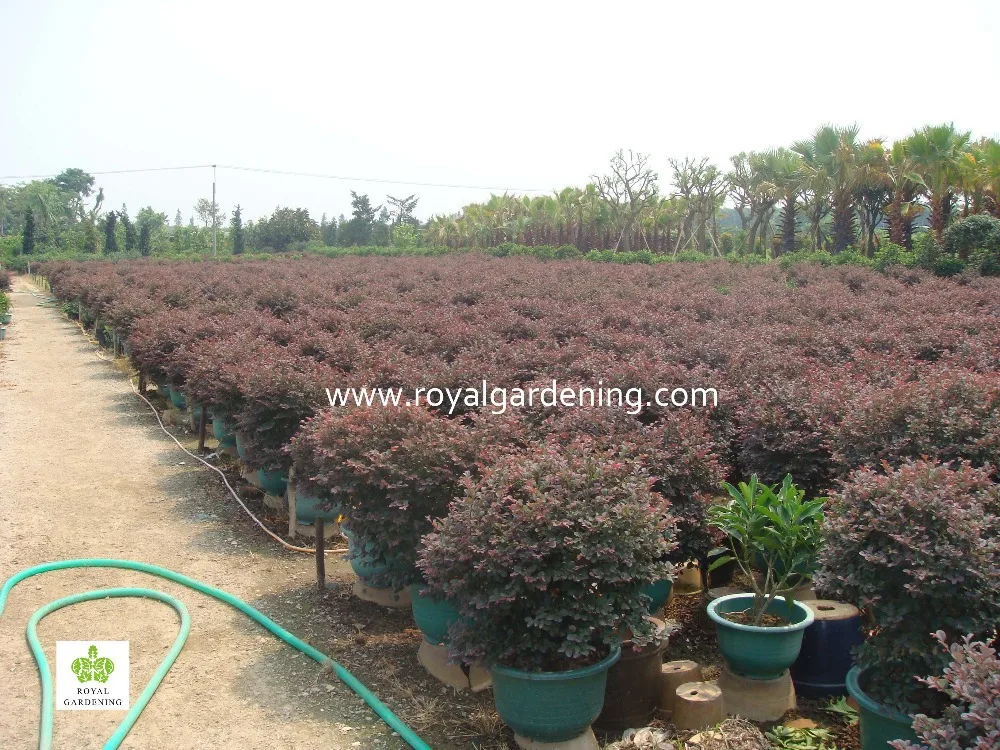 
Loropetalum chinense bonsai high 1-1.5m 