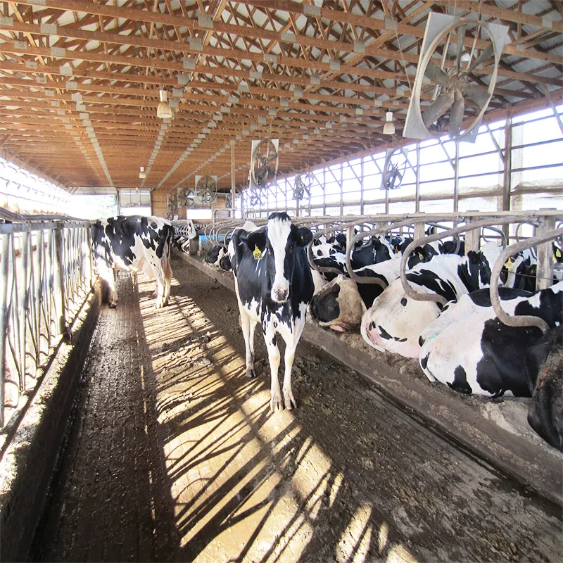 Steel structure low cost chicken house