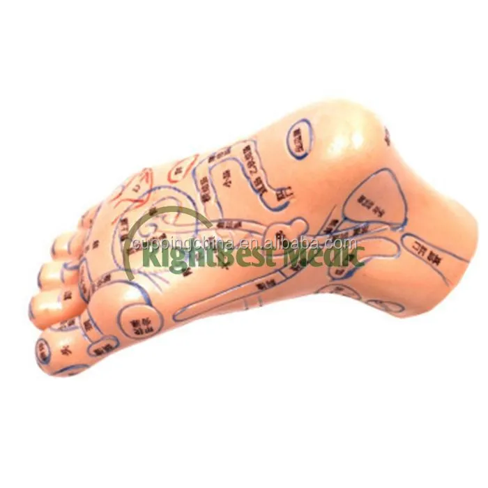 17CM English Medical Acupuncture Model Foot for traditional Chinese therapy medical science Reflexology Zone Model Right &Left
