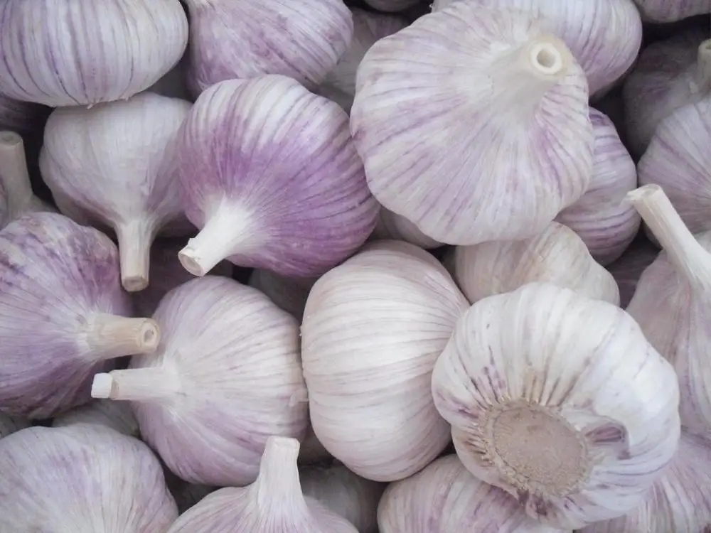 
New season fresh garlic normal white price 