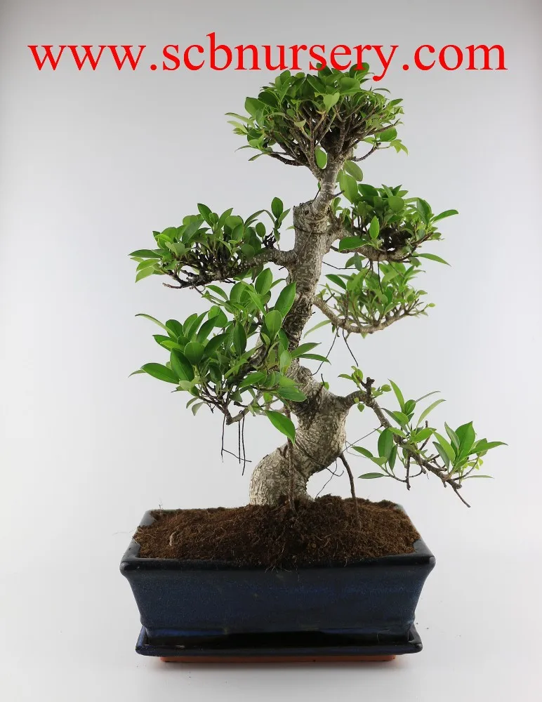 Фикус растений в помещении 25 см