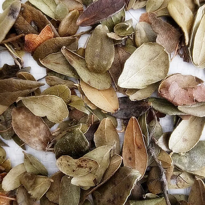 
100% pure cowberry leaf uva ursi herb loose leaf tea / Bearberry bark 