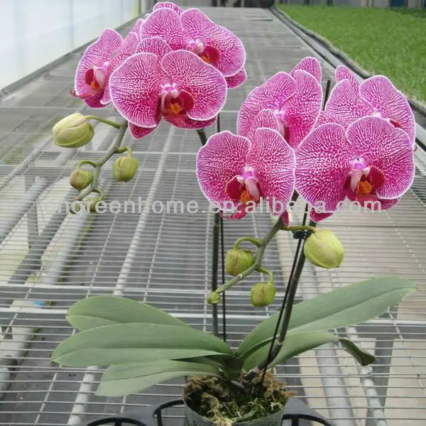 phalaenopsis seedling