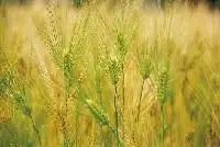 RUNYU supply barley malt extract barley malt extract powder barley grass extract powder