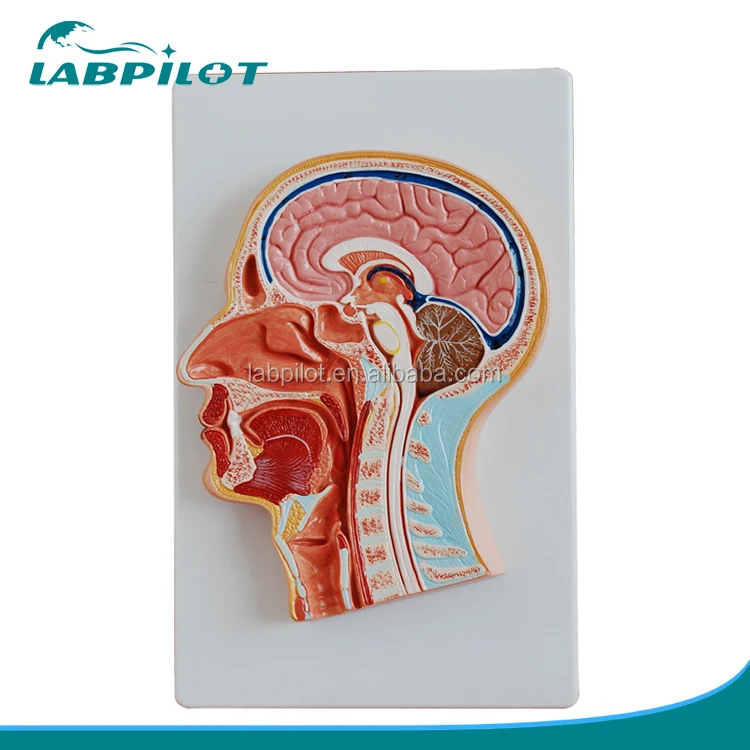 Median Sectioned Head and Face,Anatomy Teaching Brain and Head Model