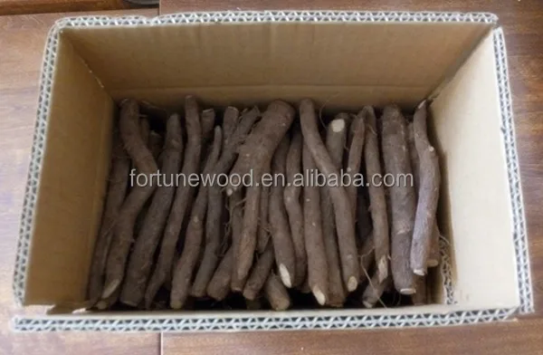 
Paulownia Tree for Planting Type Paulownia Shantong Cutting Root 