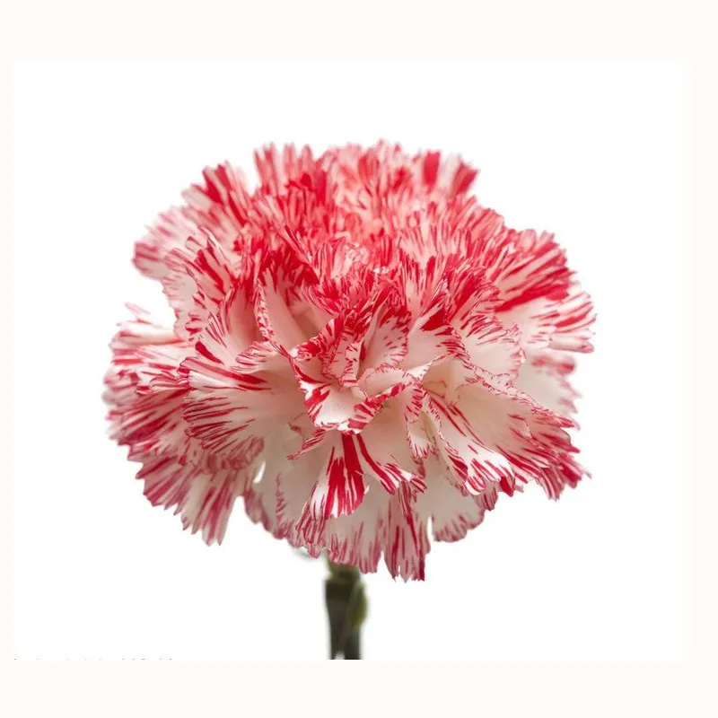 5-6 см, быстрая доставка, небольшой минимальный объем заказа, консервированный гвоздик