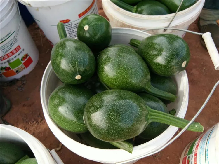 
Hybrid oval round dark green with flower summer vegetable squash seeds 100g/bag 