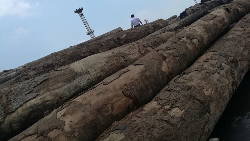 Doussie , Sapelli , Tali , Teak , Pachyloba Wood Logs