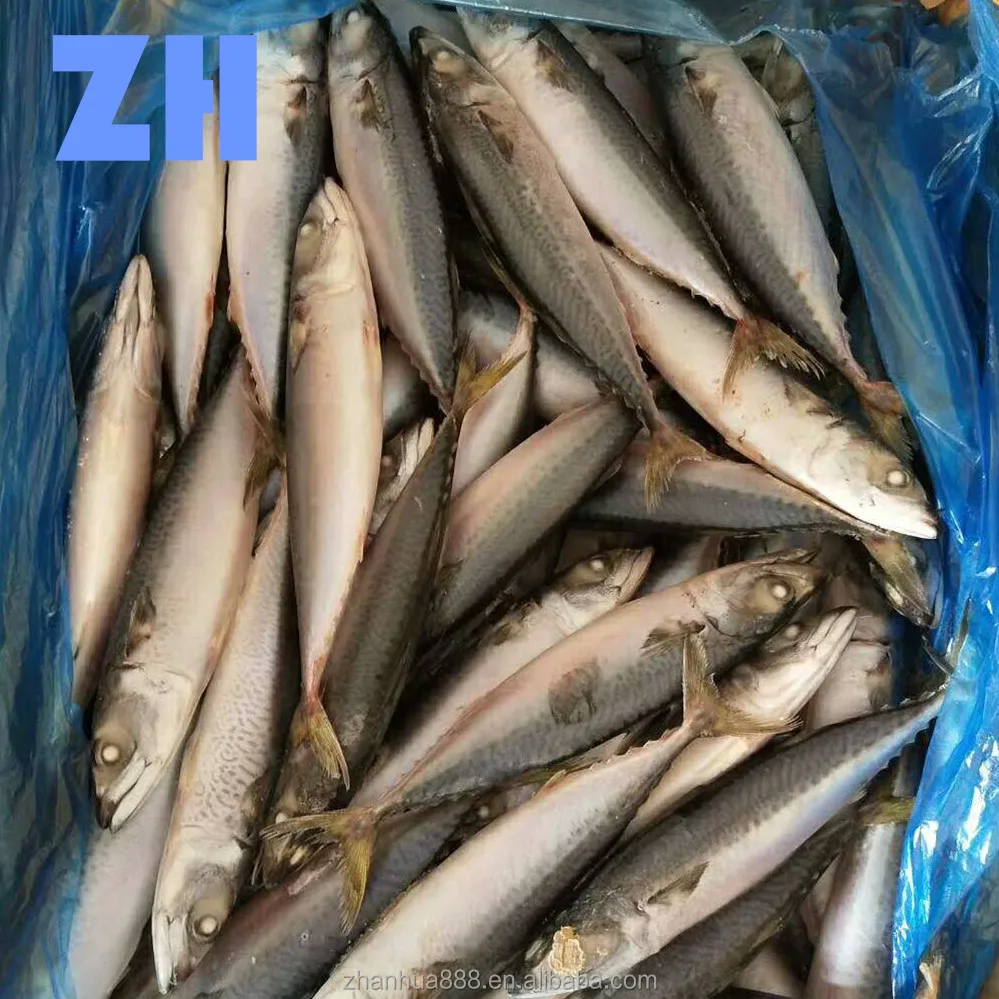 frozen pacific jack chub crown mackerel fish