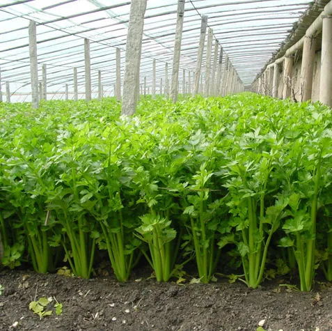 All Varieties Of Celery Seeds For Growing