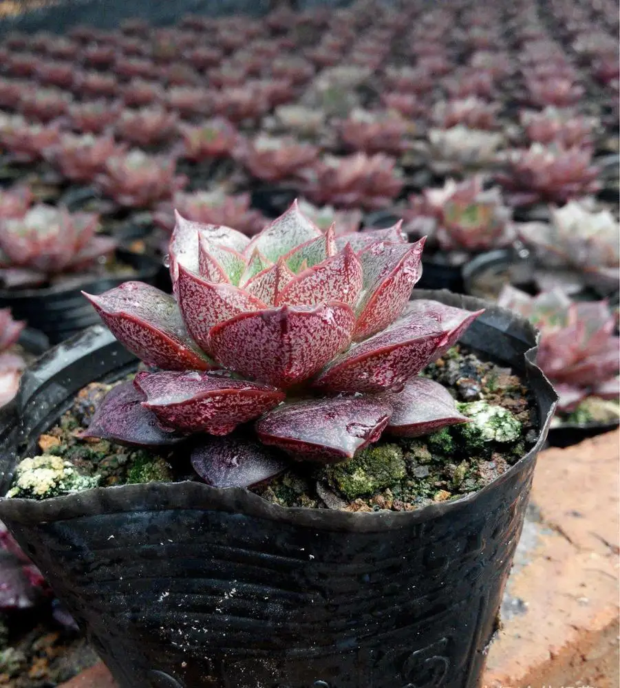 
Горячая Распродажа! Мини бонсай Echeveria purpusрум суккуленты 