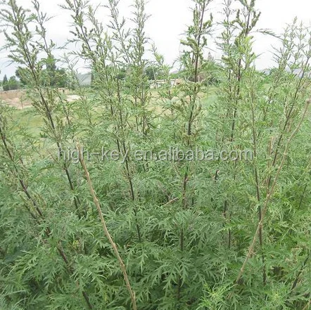 
2153 qian ma zi Xinjiang origin Urtica cannabina seeds 