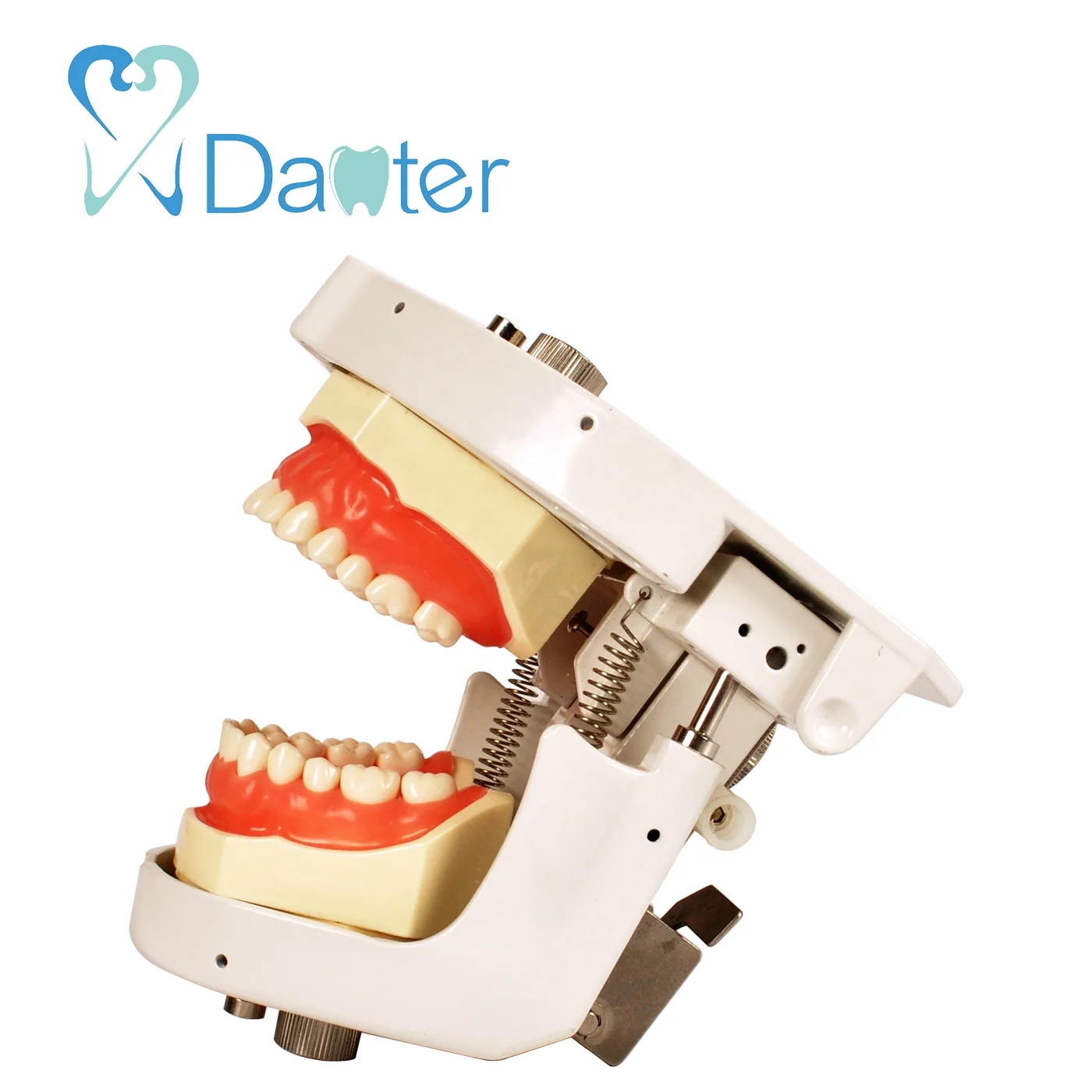 Best Quality Dental Articulator Dental Phantom Head Manikin for Sale